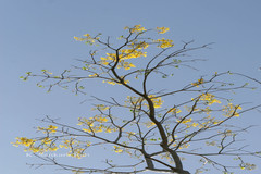 Roseodendron donnell-smithii